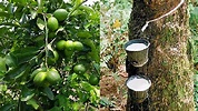 Promueven cultivo asociado de limón “Tahití” y shiringa en San Martín