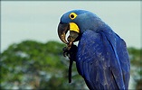No Pantanal Muitas Espécies De Aves - EDUCA