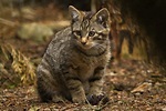 See adorable Scottish wildcat kittens which are key to species survival ...