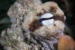 National Geographic/Disney+: Secrets of the Octopus — Grumpy Turtle Films