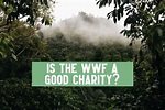 Is The WWF A Good Charity? A Look At The World Wildlife Fund