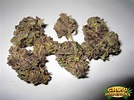 Mr Nice Seeds - Strain Review | Grow-Marijuana.com