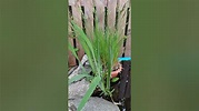 Wasserlilien anpflanzen - Schwertlilie aus Samen im Topf anziehen - Was ...