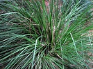 Download free photo of Licorice,grass,grass horst,vetiver,chrysopogon ...