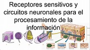 Receptores sensitivos, circuitos neuronales para el procesamiento de la ...