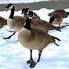 Canadian Geese. . . #canada #vancouver #roadtrip #snow #canon #goose ...