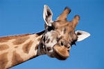 Giraffe conservation status – latest numbers give hope! - Africa Geographic