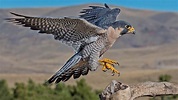[:it]Falco peregrinus: Sistematica, Habitat, Ruolo Ecologico ...[:]