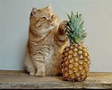 Cat and Pineapple, fruit, cute, pineapple, cat, animal, HD wallpaper ...
