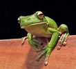 Tree Frog | Animal Wildlife