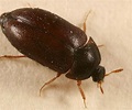 14 Prominent Black Beetle Types with Their Identifications ...