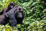 Virunga National Park - Achieve Global Safaris - Tour Congo