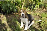 Beagle chiot : tout sur ce bébé chien (comportement, photos,...)