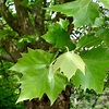 Platanus x hybridus (Platanus acerifolia)