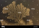 Colony of soil bacteria on an agar plate with rhizoid form Stock Photo ...