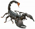 Scorpion Facts and FAQs: Everything You Need to Know - Pest Hacks