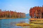 四明湖红杉林高清图片下载-正版图片500693302-摄图网