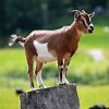 Goat - Wikipedia