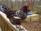 Speckled Sussex Chicken Breed: The Most Beautiful Dual Purpose Chicken ...