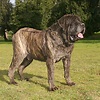 Top 10 mastiff puppies for sale in az You Need To Know