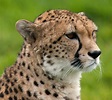 File:Cheetah portrait Whipsnade Zoo.jpg - Wikimedia Commons