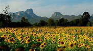 Field of sunflowers in the resort of Lopburi, Thailand wallpapers and ...