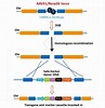GeneCopoeia Genome Editing Tools | GeneCopoeia™