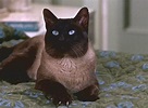 That Darn Cat! (1965) - Cinema Cats