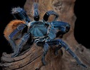 Tarántula azul: Conoce todo lo que deberías saber sobre ellas