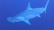 Requin-marteau halicorne : taille, description, biotope, habitat ...