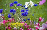 Wild Flowers In Meadow Free Stock Photo - Public Domain Pictures