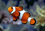 The 10 Best Saltwater Fish For Beginners - Fishkeeping Advice