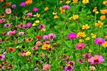 Free Images : flowers, flower, wildflowers, field, meadow, summer, wild ...