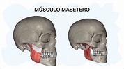 MÚSCULO MASETERO Anatomía - YouTube