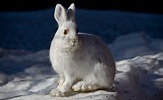 Snowshoe Hare Facts, Habitat, Diet, Call, Adaptations and Pictures