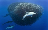 Marinos1: - Fauna y Flora Marina 10 | Ocean creatures, Dolphins ...