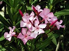 ARTE Y JARDINERÍA : ADELFA – Nerium oleander. Familia: Apocináceas