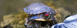 La alimentación de las tortugas de orejas rojas - canalHOGAR