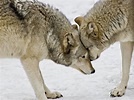 Two Wolves In A Staredown Photograph by Gary Slawsky - Pixels