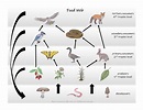 Food Chain and Food Webs explained