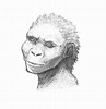 Australopithecus Afarensis Lucy Drawing