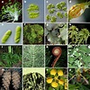 | Diversity within the Viridiplantae. a-e, Green algae. a, Acetabularia ...