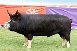 Berkshire - British Pig Association