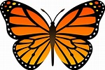 Monarch Butterfly PNG Download Image - PNG All | PNG All