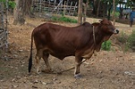 Sahiwal Cattle: Facts, Uses & Characteristics (with Pictures) | Pet Keen