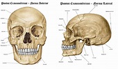 Huesos del craneo - Anatomía Cervantes
