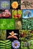 File:Diversity of plants image version 5.png - Wikipedia