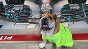 Roscoe: o mascote e melhor amigo do heptacampeão Hamilton - Fórmula 1 ...