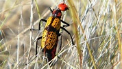 Escarabajo Cruz de Hierro en Sonora: precauciones por si te lo encuentras