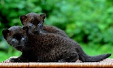 The Week in Pictures | Panther cub and Black panther